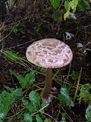 Agaricineae