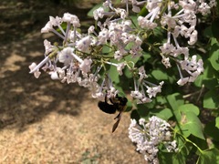 Xylocopa appendiculata appendiculata