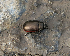 Chrysolina marginata