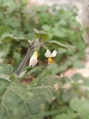 Solanum villosum