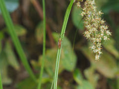 Hyalopeplus spinosus