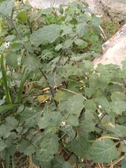 Solanum villosum
