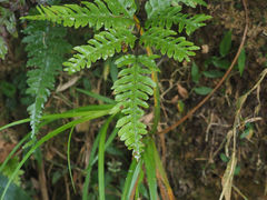 Pteris amoena