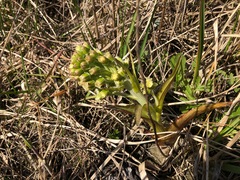 Petasites spurius