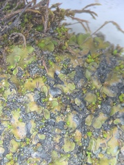 Placidium squamulosum