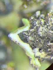 Placidium squamulosum