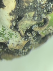 Placidium squamulosum