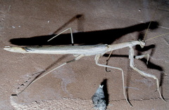 Coenomantis kraussiana