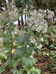 Ageratina altissima