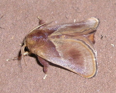 Eloasa bombycoides