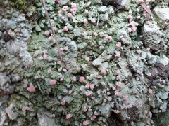 Ostropomycetidae