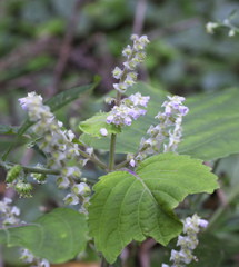 Perilla frutescens hirtella
