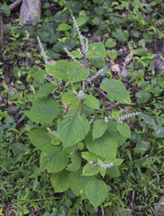 Perilla frutescens hirtella