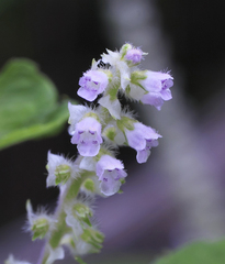 Perilla frutescens hirtella