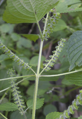 Perilla frutescens hirtella