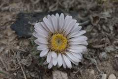 Townsendia condensata