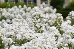 Phlox divaricata albiflora