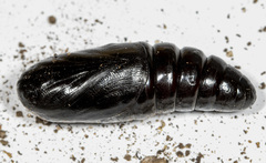 Hylaeora eucalypti