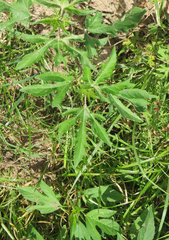 Ambrosia trifida trifida