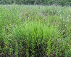 Tripsacum dactyloides