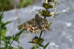 Muschampia lavatherae