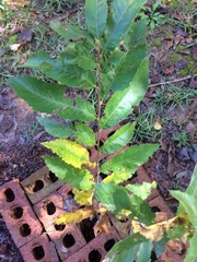 Castanea pumila