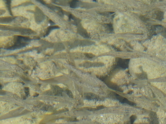 Gobio gobio