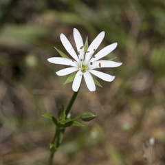 Stellaria angustifolia