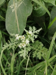 Parthenium bipinnatifidum