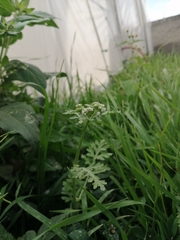 Parthenium bipinnatifidum