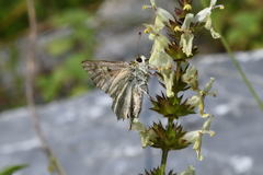 Muschampia lavatherae
