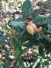 Exobasidium ferrugineae