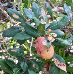 Exobasidium ferrugineae