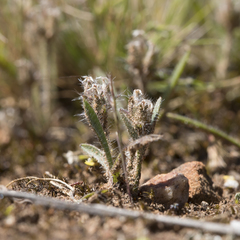 Plantago bellardii