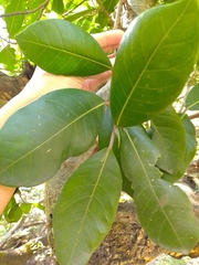 Ficus maxima