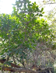 Ficus maxima