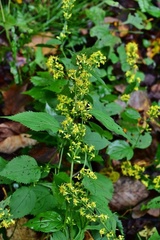Solidago flaccidifolia