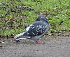 Columba livia domestica