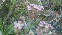 Asclepias nummularia