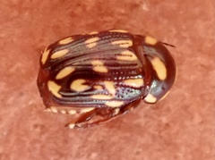 Cryptocephalus nigrocinctus