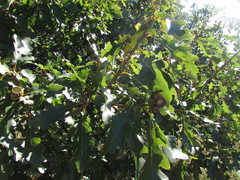 Quercus dalechampii