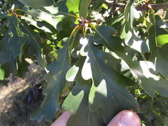 Quercus dalechampii
