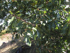 Quercus dalechampii