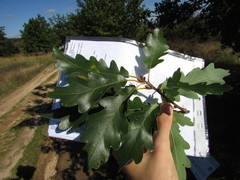 Quercus dalechampii