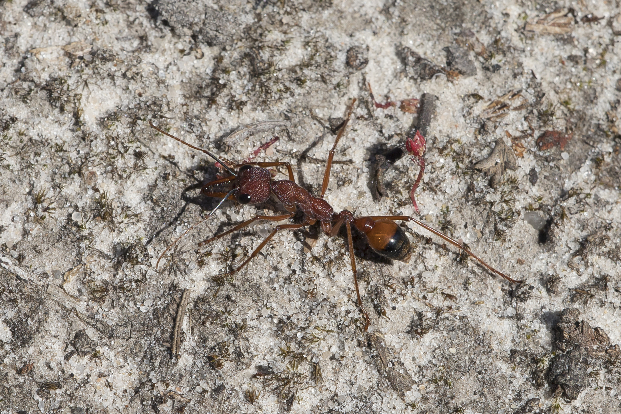 Myrmecia nigriscapa