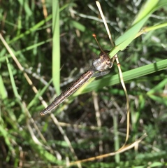 Ascaloptynx appendiculata