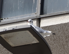 Chroicocephalus ridibundus