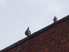 Columba livia domestica