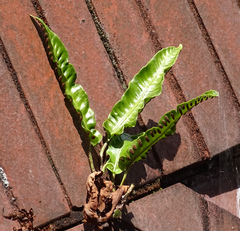 Asplenium scolopendrium