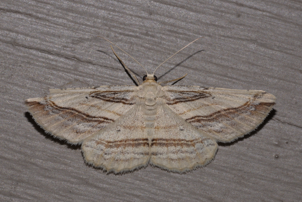Syneora